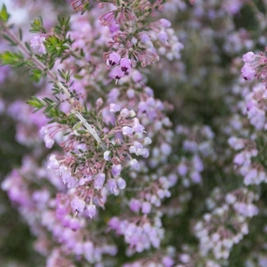 品種によって性質が異なる花 エリカの育て方を解説 増やし方のコツもご紹介 暮らし の