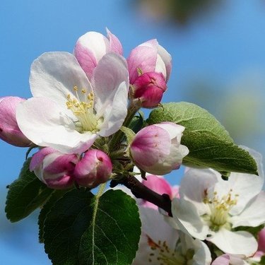 連載 花も実も愛されているリンゴの花の花言葉を解説 暮らし の