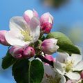 【連載】花も実も愛されているリンゴの花の花言葉を解説!