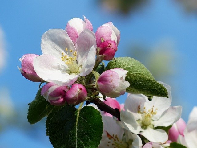 連載 花も実も愛されているリンゴの花の花言葉を解説 Kurashi No