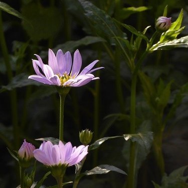 連載 キクの仲間でも春に咲くミヤコワスレの花言葉を解説 暮らし の