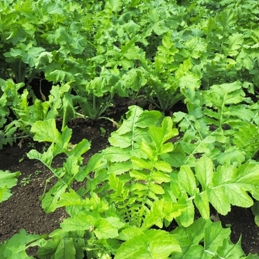 カブラハバチってどんな虫 特徴から対策まで一挙ご紹介 もう作物は荒らさせない 暮らし の