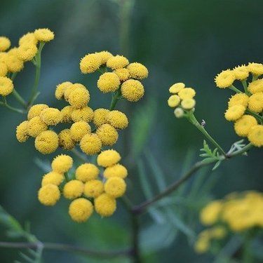 カレープラントの育て方ガイド 挿し木で増やす方法やその後の管理の注意点を伝授 暮らし の