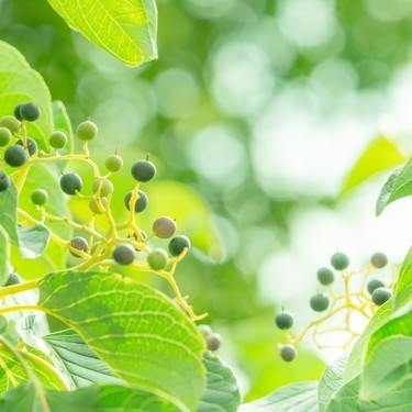 謎多き植物 グミの木になる実の正体は一体何 旬の時期や味わいを大解明 暮らし の