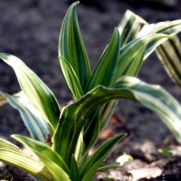 縁起のいい植物として大人気 オモト 万年青 の育て方ガイド 枯らさないコツは 暮らし の