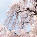 【2021】しだれ桜の絶景を楽しめる人気スポット16選！開花&見頃の時期をご紹介！