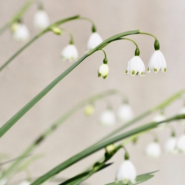 春の訪れを告げる花 すずらん 鈴蘭 の育て方 開花時期や植え替えの方法を解説 暮らし の