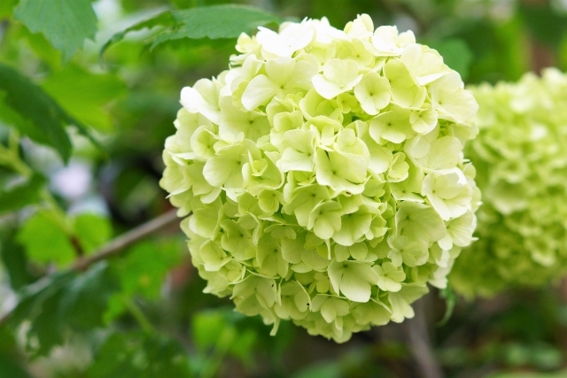 スノーボールの花が咲かない 一体なぜ 開花時期や正しい剪定方法を解説 Kurashi No