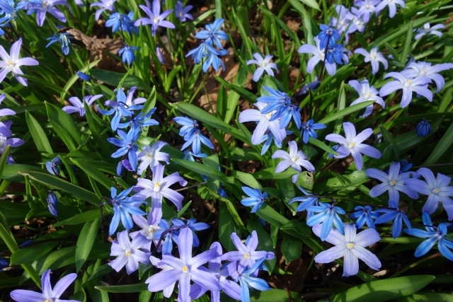 鮮やかな青色の花咲くチオノドクサの育て方ガイド 植え付けの適期や開花期をご紹介 2ページ目 暮らし の