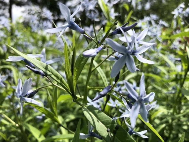青い星型の花が咲くチョウジソウの育て方 花期はいつ 植え替えの4つのコツも解説 Kurashi No