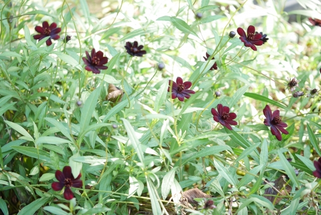 チョコレートコスモスの育て方ガイド 植え付けの適期や季節別の開花時期をご紹介 暮らし の