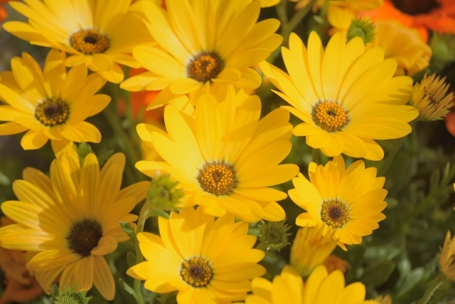 ディモルフォセカの育て方 種まきの適期はいつ 種類別の花色や開花時期もご紹介 暮らし の