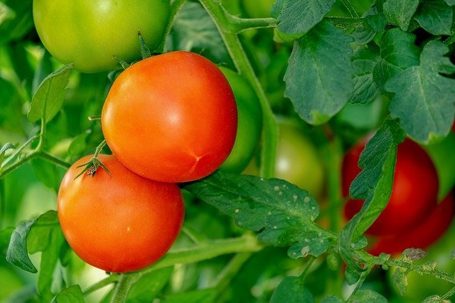 家庭菜園 トマトの育て方を解説 おいしい実をたっぷりつけるには 暮らし の