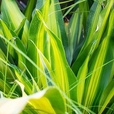 幸福の木 ドラセナの花言葉 幸せに関する縁起の良い意味をご紹介 名前の由来も 暮らし の