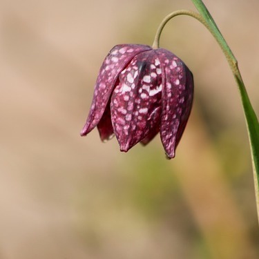 バイモユリの育て方ガイド 花が咲かない理由とは 増やし方や管理の注意点も解説 暮らし の