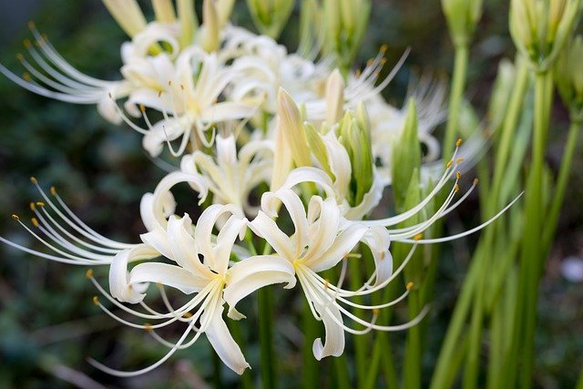 白く細長い花が魅力 日本古来の花ハマユウの植物図鑑 花言葉や名前の由来も紹介 暮らし の