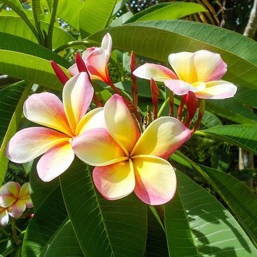 植物図鑑 ハワイの花といえば 人気 有名な種類の魅力をご紹介 花言葉の意味も 暮らし の