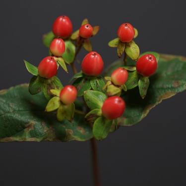 ヒペリカムの育て方ガイド 開花時期は 種まきの方法や剪定の必要性も解説 暮らし の