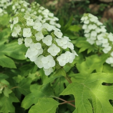 庭植え 鉢植え別 ピラミッドアジサイの育て方 開花時期や剪定方法を解説 暮らし の