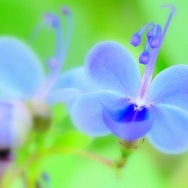青い蝶のような花が美しい ブルーエルフィンの育て方講座 増やし方のコツは挿し木 暮らし の