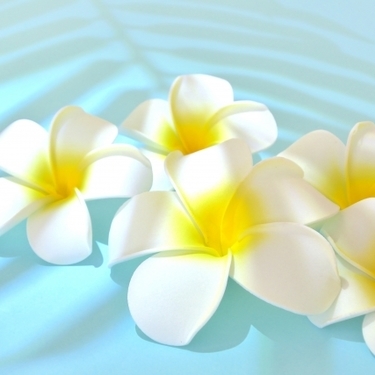 南国の香りといえばコレ プルメリアの花言葉をご紹介 ハワイとの関係も解説 暮らし の