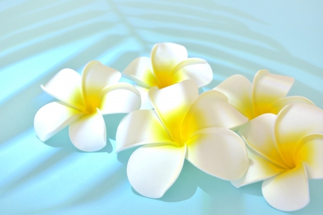 南国の香りといえばコレ プルメリアの花言葉をご紹介 ハワイとの関係も解説 Kurashi No