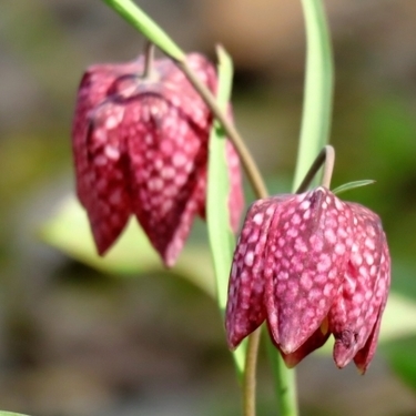 球根から始める フリチラリアの育て方講座 植え替え 植え付けのコツは深さと間隔 暮らし の