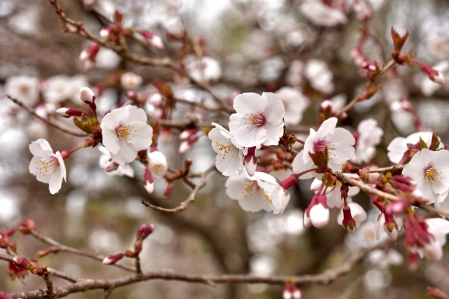 日本原産種 マメザクラ 豆桜 とは 特徴や開花時期を紹介 見れる地域も Kurashi No