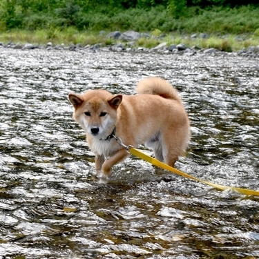 川遊びの穴場スポット 中津川の楽しみ方や注意点を解説 利用無料なのも嬉しい 暮らし の