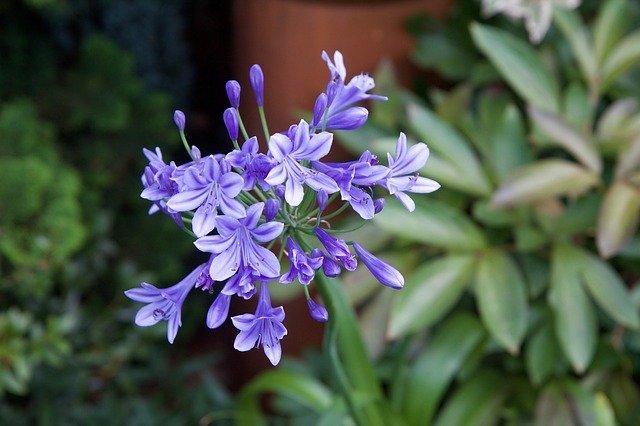 紫色の花が美しい ムラサキクンシランの育て方講座 乾燥に強く枯らしにくい 暮らし の