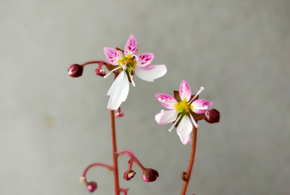 ユキノシタ 雪ノ下 の育て方 植え替え 剪定時期を紹介 愛らしい花の特徴も Kurashi No