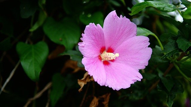鮮やかなピンク色の花が人気のムクゲ その花言葉の意味や由来をご紹介 暮らし の