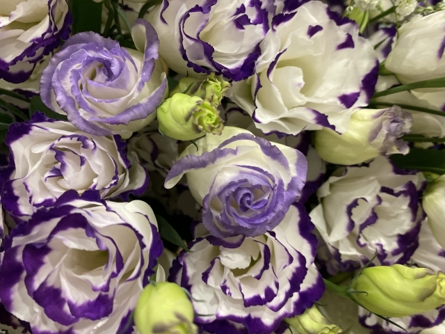 花束用に人気 リシアンサスとは 日本での呼び名や 品種別の色 形の特徴も紹介 暮らし の