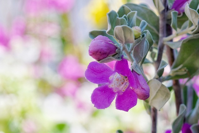 鉢植え向き レウコフィルムの育て方講座 開花時期や耐寒性についてもご紹介 暮らし の