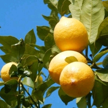 レモンの木の育て方講座 苗木から始めて 日当たりのいい所に植えるのがコツ 暮らし の