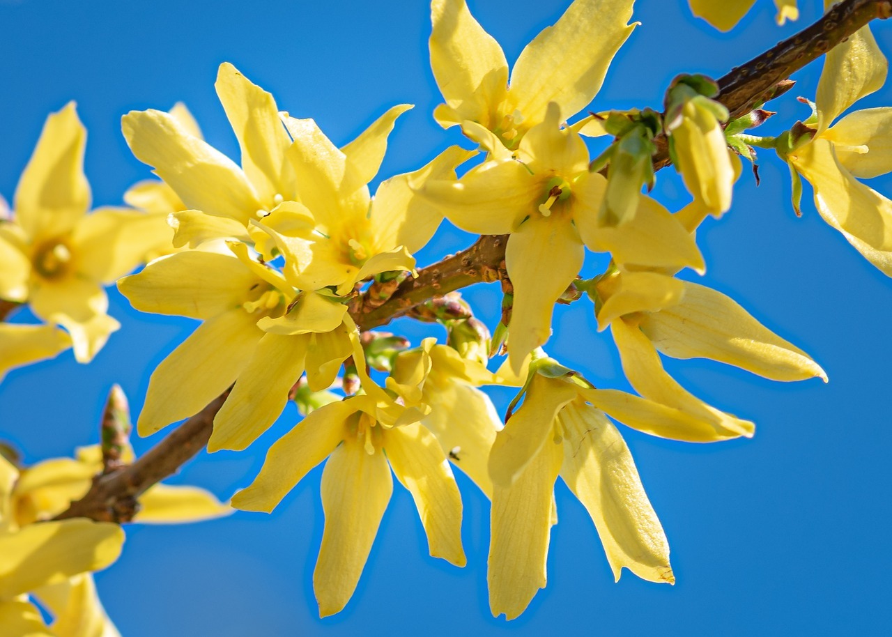 鮮やかな黄色の花が人気 レンギョウの育て方講座 開花の季節や剪定方法なども紹介 暮らし の