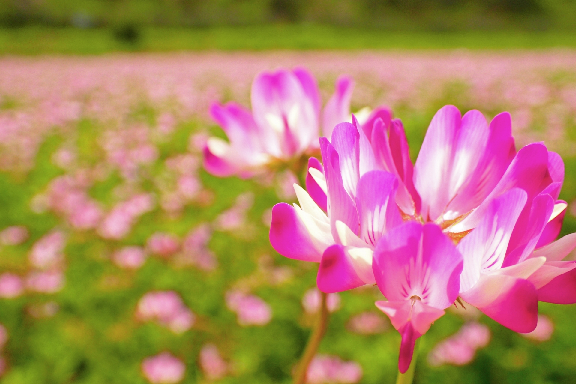 ピンク色の花が可愛い れんげ草の植物図鑑 特徴や育て方 食べ方まで一挙紹介 1ページ目 暮らし の
