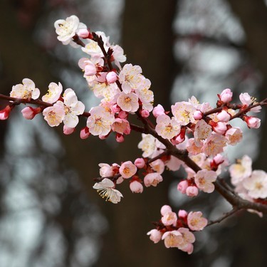 ピンク色の花が人気 乙女チックな杏子の花言葉を紹介 由来や品種別の意味も解説 暮らし の