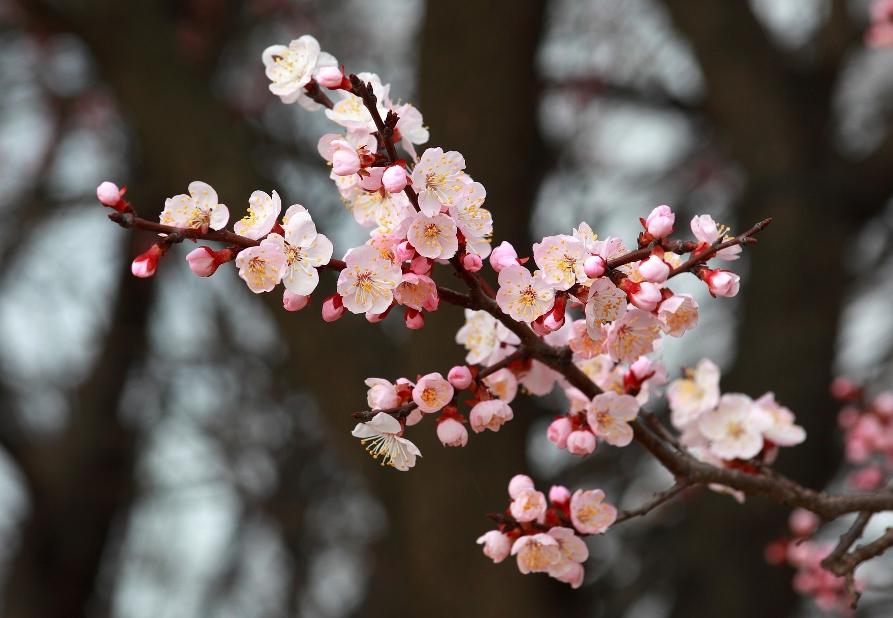 ピンク色の花が人気 乙女チックな杏子の花言葉を紹介 由来や品種別の意味も解説 暮らし の