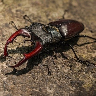 国産のクワガタの寿命ってどのくらい 長生きさせるための飼育環境や繁殖方法も紹介 暮らし の