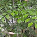 なぜか大量のカブトムシが集まる庭木「シマトネリコ」その理由や対策方法をご紹介！