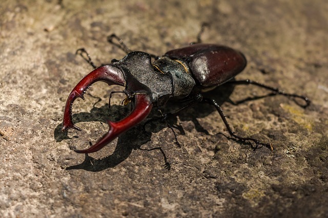 カブトムシのベストな捕まえ方はコレ 採集に効果的な仕掛けの作り方や注意点も紹介 暮らし の