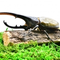 カブトムシの幼虫を、大きくするには不可欠！土マットおすすめ10選！繁殖にも役立つ！
