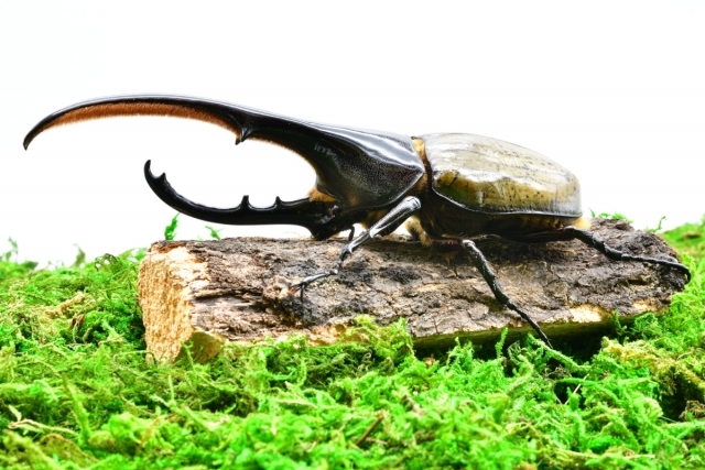 カブトムシの幼虫を、大きくするには不可欠！土マットおすすめ10選！繁殖にも役立つ！ | 暮らし〜の
