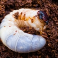 カブトムシの幼虫の、ペットボトルでの育て方講座！飼育ケースの簡単な作り方も紹介！