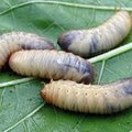 カブトムシの幼虫が動かない！4つの原因や、死んでる可能性がある状態について解説！