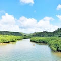 【沖縄本島】カヌーができるおすすめのマングローブ林6選！自然豊かで癒されます！