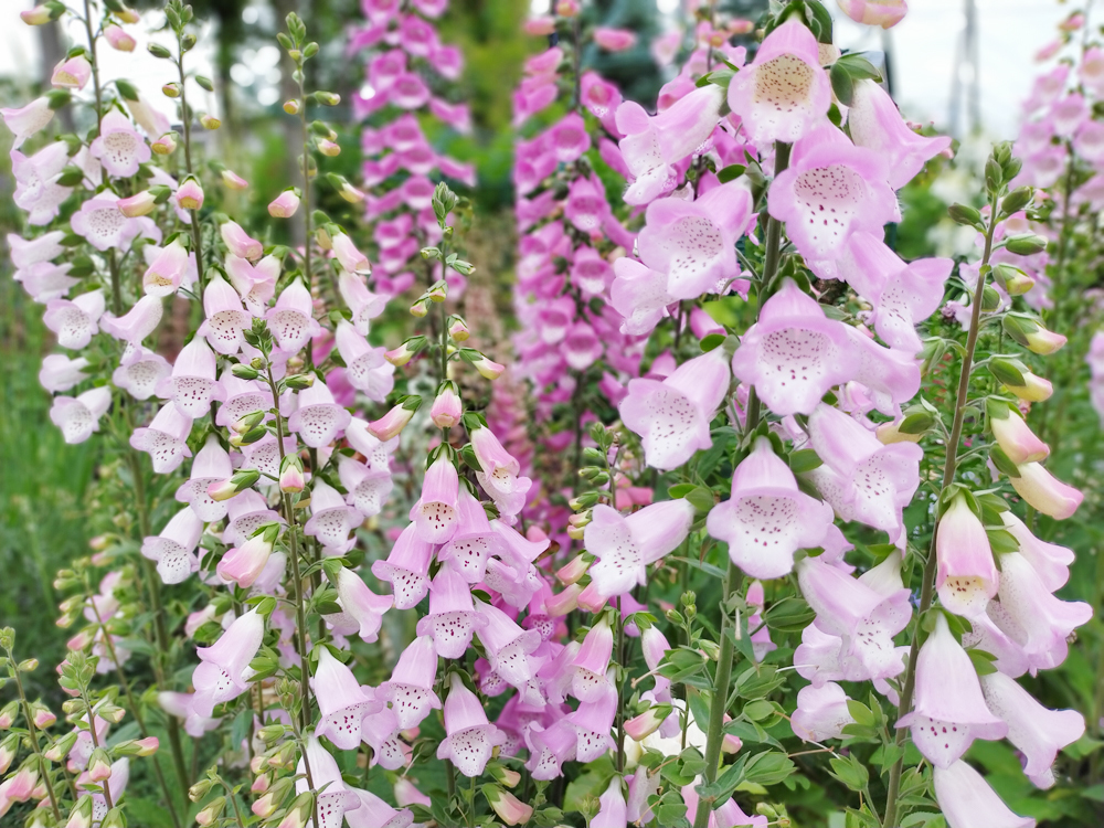 日本国内で見られる 綺麗なピンク色に開花する花の一覧表 種類や特徴ごとに紹介 Kurashi No