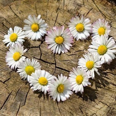 応援メッセージに人気 希望を意味する花言葉10選 前向きになれる花々をご紹介 暮らし の