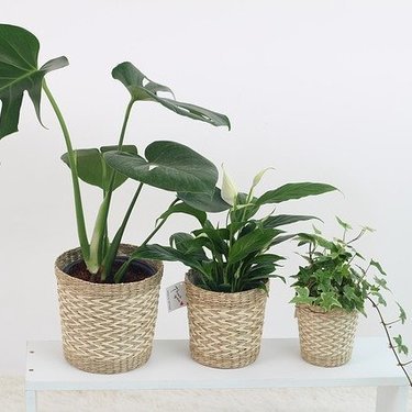 開店祝いにおすすめの観葉植物8選 丈夫で育てやすい種類やおしゃれな物も 暮らし の